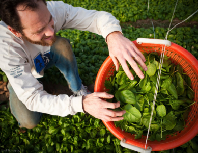 Man putting green leaves into a bucket