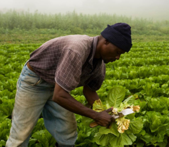 Man picking produce in a field